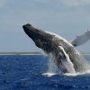 Humpback whale calving threatened by IFREMER’s seismic testing - © OMMAG